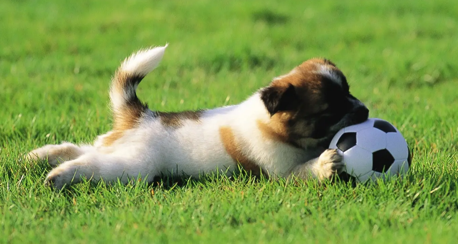 一篇文章告诉你品种狗和纯种狗的意思