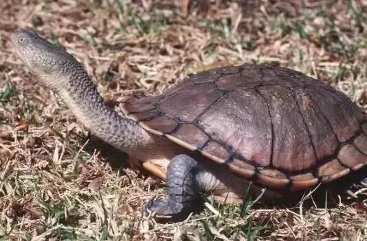 没WIFI也要看！玳瑁西部赫曼陆龟这么养才正确！