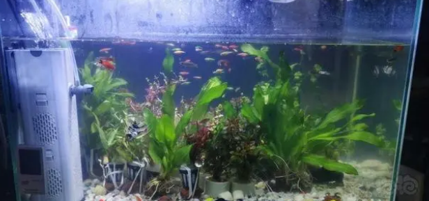 鱼缸水质怎么判断好坏？鱼缸水质变差怎么处理？