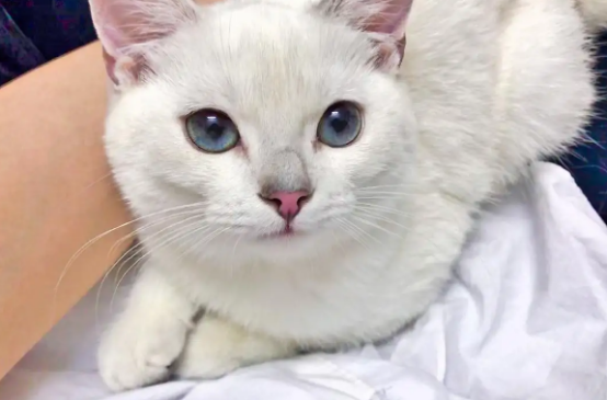 记录银点猫眼睛变色过程，感兴趣可以看看～