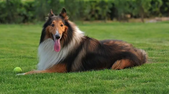 苏牧犬能活多久？作为铲屎官的你了解多少？