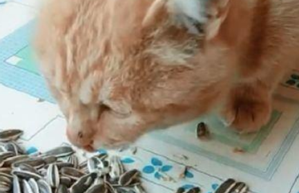 为什么猫爱吃瓜子？猫咪能吃瓜子吗？答案都在这