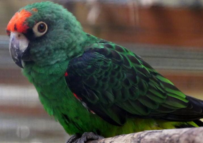 贾丁氏鹦鹉认主人吗？饲主来看看吧