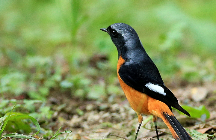 每日一问，北红尾鸲一般能活几年