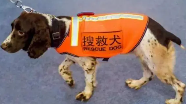 搜救犬养成狗狗是如何训练的2021四川成都派摩带来最新宠物科普