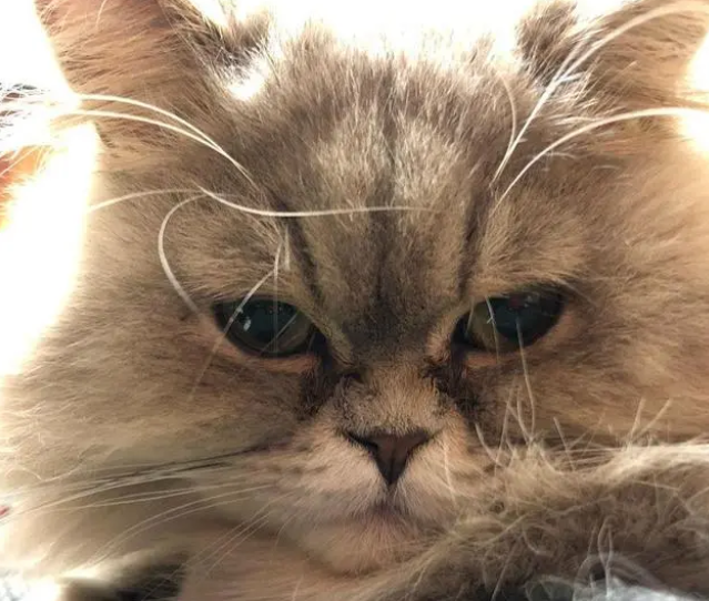 猫咪呕吐、便秘,不舒服?体内太多寄生虫怎么驱除呢? 猫咪呕吐、便秘,不舒服?体内太多寄生虫怎么驱除呢?