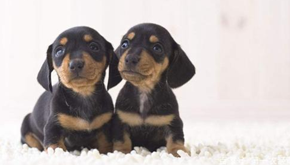 最萌腿最短的狗有哪些？有人知道吗？