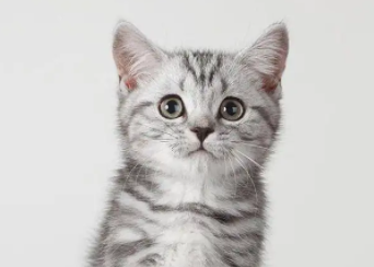 猫丢了不要慌，可以试试这些巧方法？