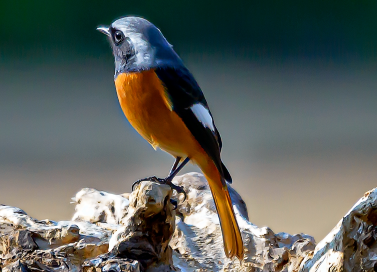 北红尾鸲公母怎么分？有人知道不？