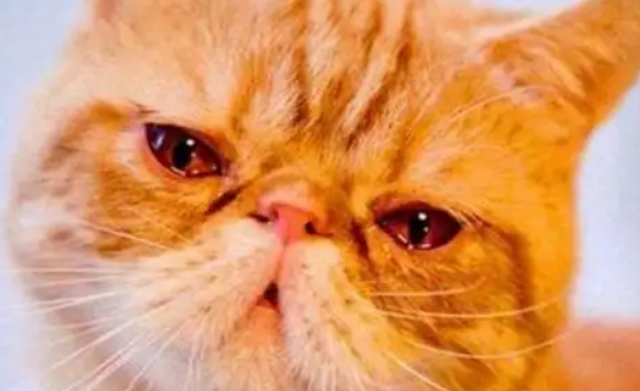 猫咪为什么流红褐色的眼泪？有这几种可能，不要忽视！