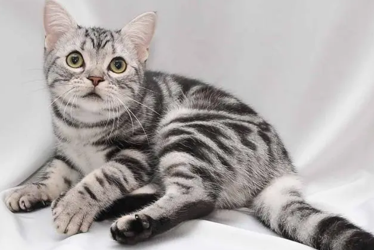 美短脸型尖就是串串吗？帮你解答一下