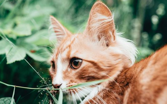 养了一年的猫放到野外会怎样？你真的需要看看