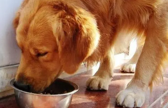 狗狗小知识:金毛狗粮一次喂多少? 狗狗小知识:金毛狗粮一次喂多少?