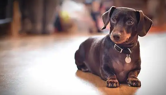 腊肠犬怎么样？新手一定要看看