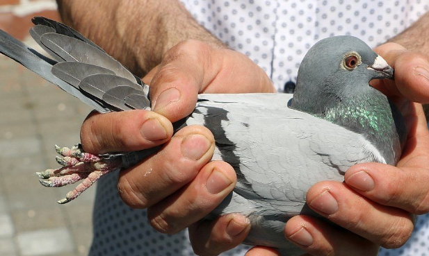 安特卫普鸽价格多少？看完你还想养吗