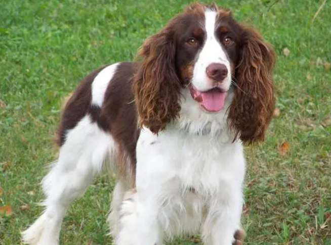 可卡犬为什么说不值钱?来了解一下吧 可卡犬为什么说不值钱?来了解一下吧