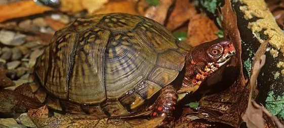 三趾箱龟多大繁殖？看看就知道了