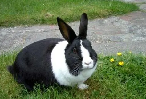 荷兰兔平时吃什么比较好？这篇文章告诉你