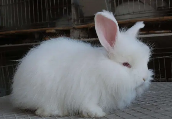 安哥拉兔怎么饲养才可以不臭，来看看吧