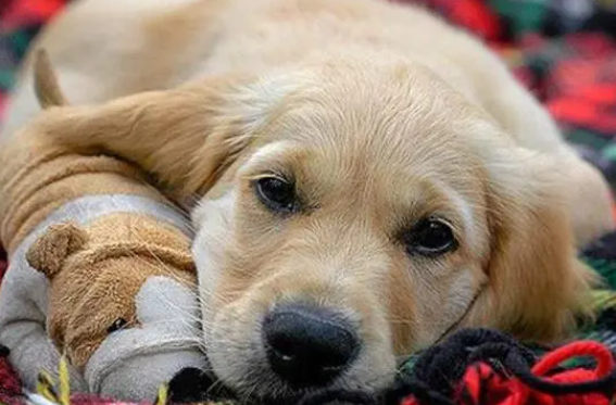 什么是伪狂犬病?伪狂犬病的症状及防治方法。 什么是伪狂犬病?伪狂犬病的症状及防治方法。