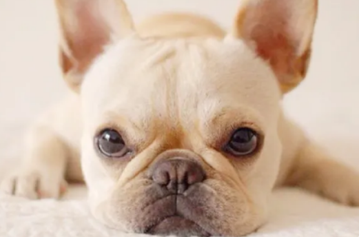 法斗性格怎么样？适合家养吗~