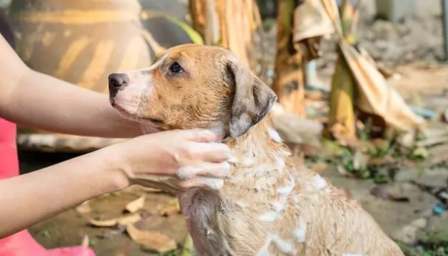 给狗狗洗澡的正确5个步骤，让宠主省心又省力！