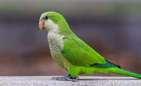 和尚鹦鹉说话清楚吗？看本文怎么说