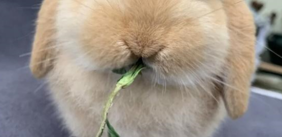 兔子吃什么？这些食材很常见，收藏后可自制兔粮啦