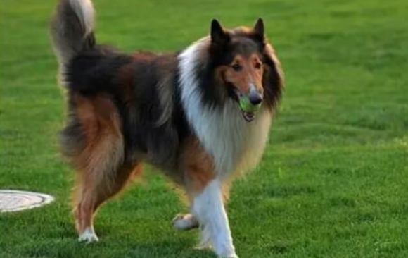 喜乐蒂和苏格兰牧羊犬如此相像？它俩有区别吗？