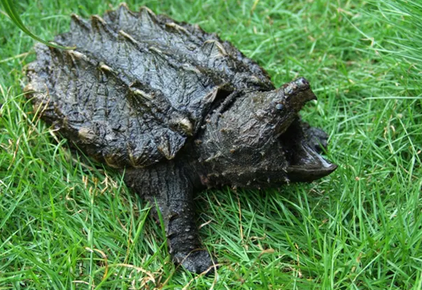 鳄龟加热棒多少度合适？要注意哦~