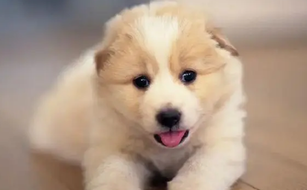 给狗狗洗澡的具体流程