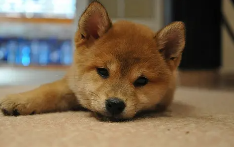 为什么柴犬长得像土狗?本文可以给你答案