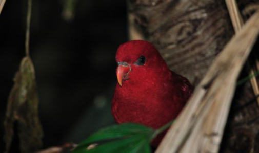 养宠知识：红色吸蜜鹦鹉能活多少年？