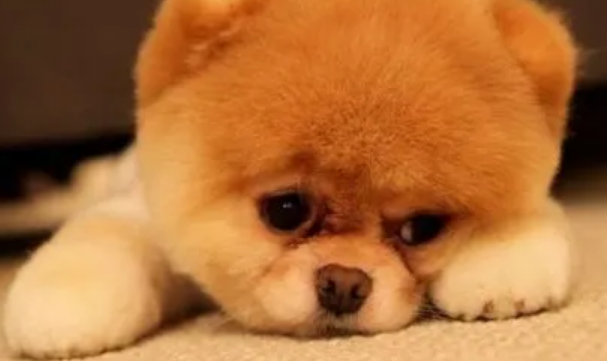 不想让狗怀孕办法有哪些？快来看