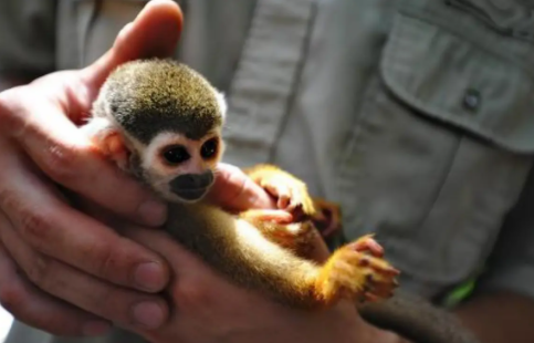 为什么绒毛蜘蛛猴喜欢向人扔东西？一文替你解答！