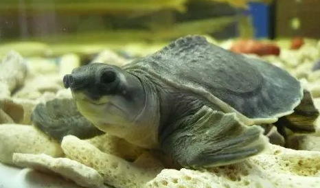 猪鼻龟怎么饲养？来这里看看吧