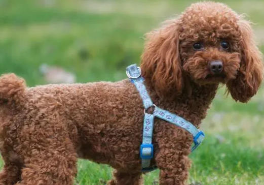 养贵宾犬有什么禁忌，铲屎官们一定要了解