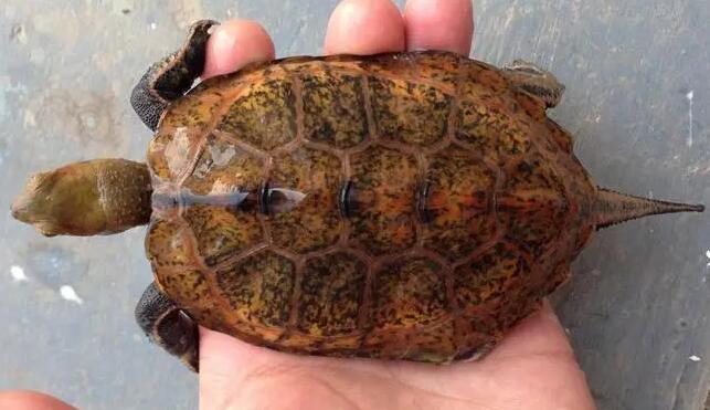 日本地龟和日本石龟的区别在哪？