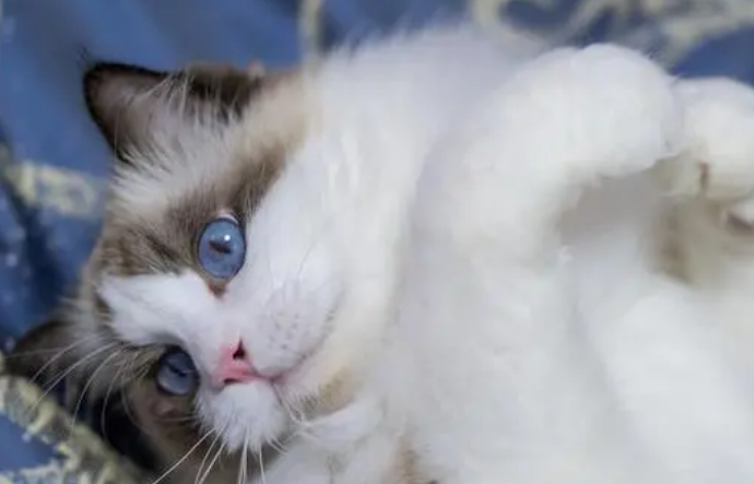 布偶猫会抓老鼠吗？来看看吧