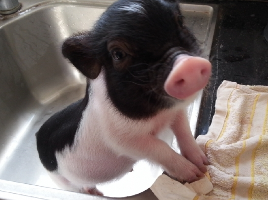 小香猪喜欢吃什么食物？不清楚来这瞧瞧