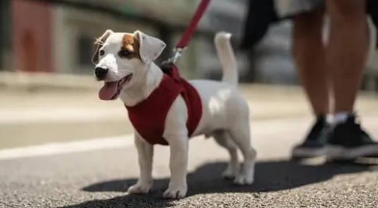 遛狗为什么要牵绳？背后有科学依据