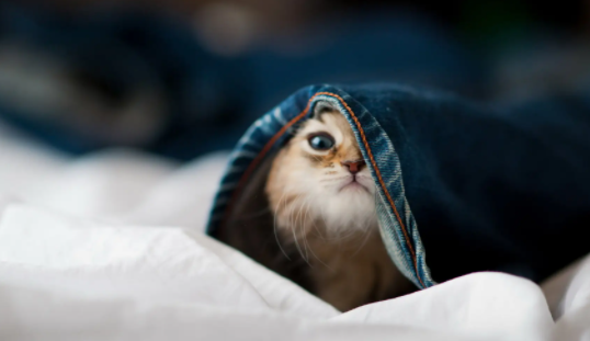 猫的夜视能力有多强?说出来你可能不信! 猫的夜视能力有多强?说出来你可能不信!