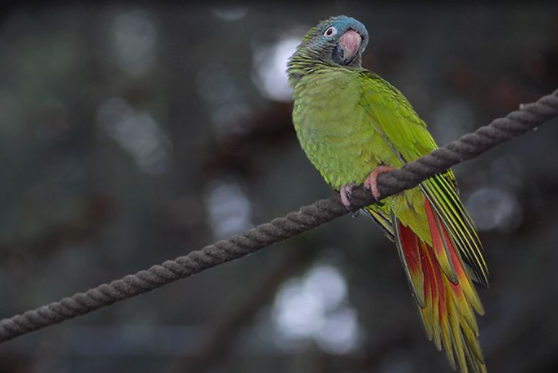 达士奇暗色鹦鹉多少钱？想养的人看过来