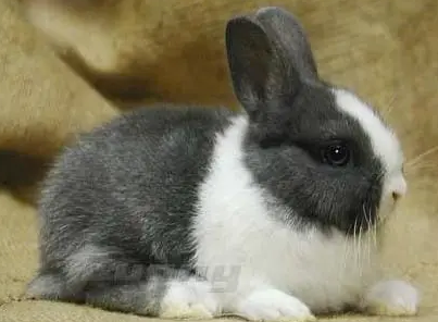 道奇兔和侏儒兔区别,想看的过来吧 道奇兔和侏儒兔区别,想看的过来吧