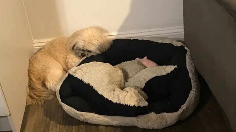 狗狗不爱睡狗窝？原因无非这几点