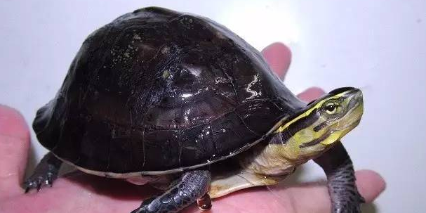 马来闭壳龟吃什么？答案在这里