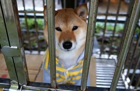 今日科普：幼犬到家关笼子多久能放出来？