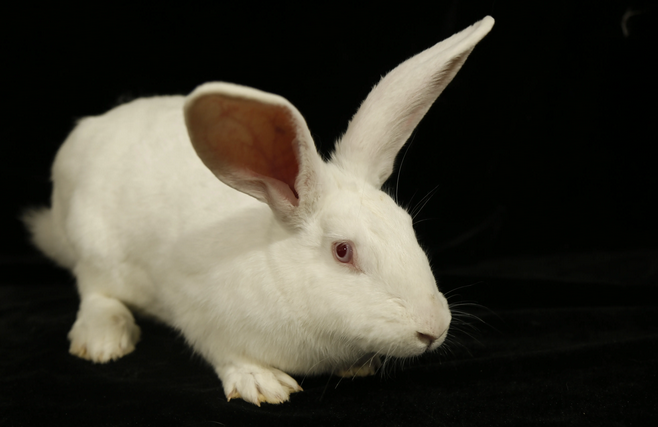 快来看看：大耳白兔吃什么？