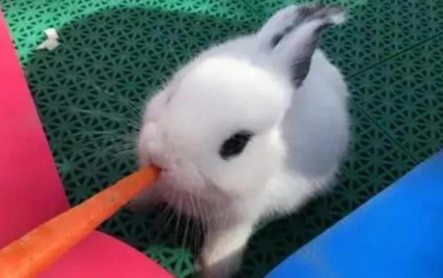 什么可以长期代替兔粮？适合兔子吃的食物有哪些？