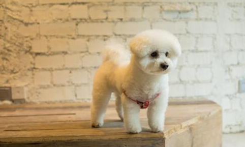 尼可信和欣宠克有何不同？驱虫药就选尼可信